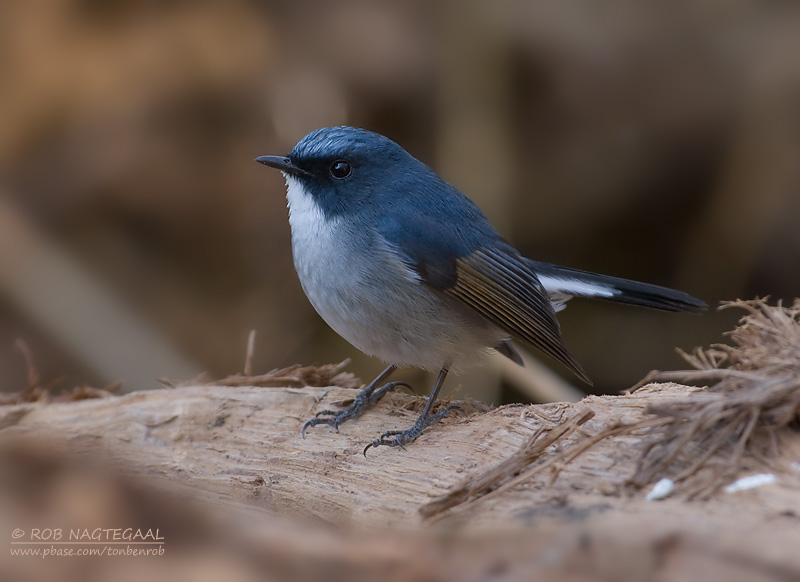 Leiblauwe Vliegenvanger - Slaty-blue Flycatcher - Ficedula tricolor