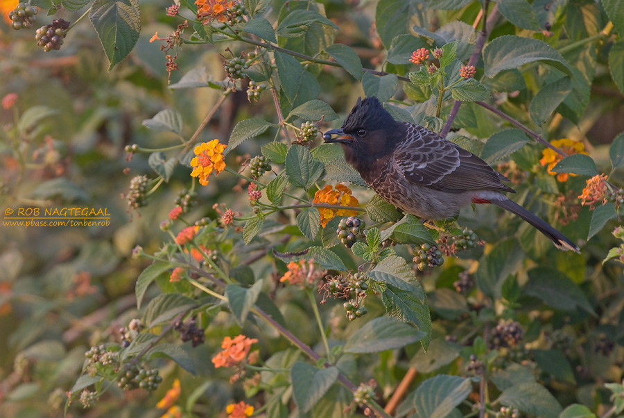 Roodbuikbuulbuul - Red-vented Bulbul - Pycnonotus cafer