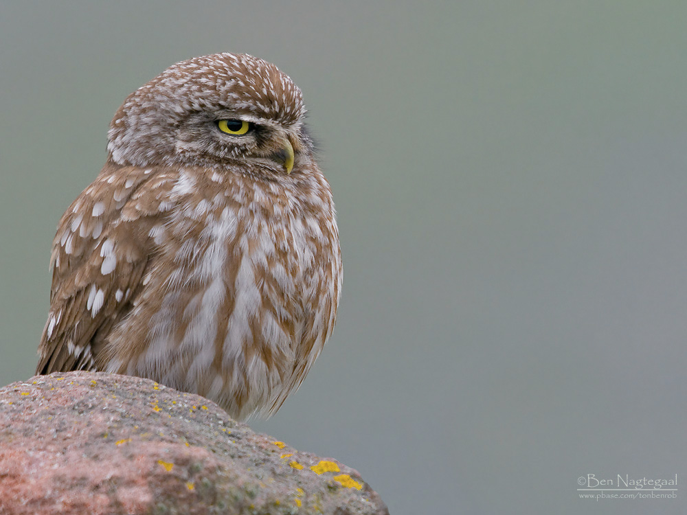Steenuil - Little Owl - Athene noctua indigena