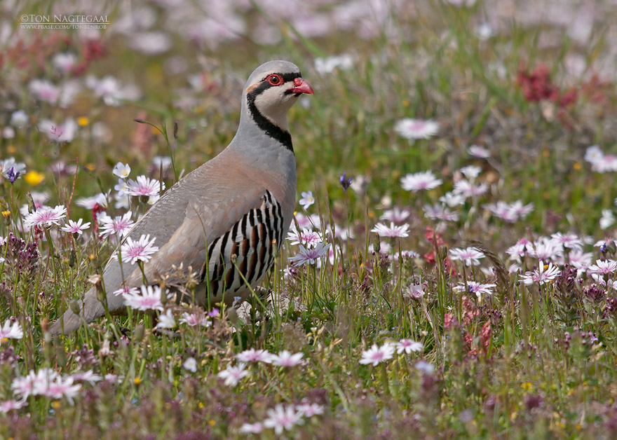 Aziatische Steenpatrijs - Chukar Partridge - Alectoris chukar