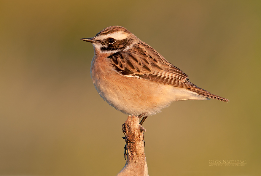 Paapje - Whinchat - Saxicola rubetra