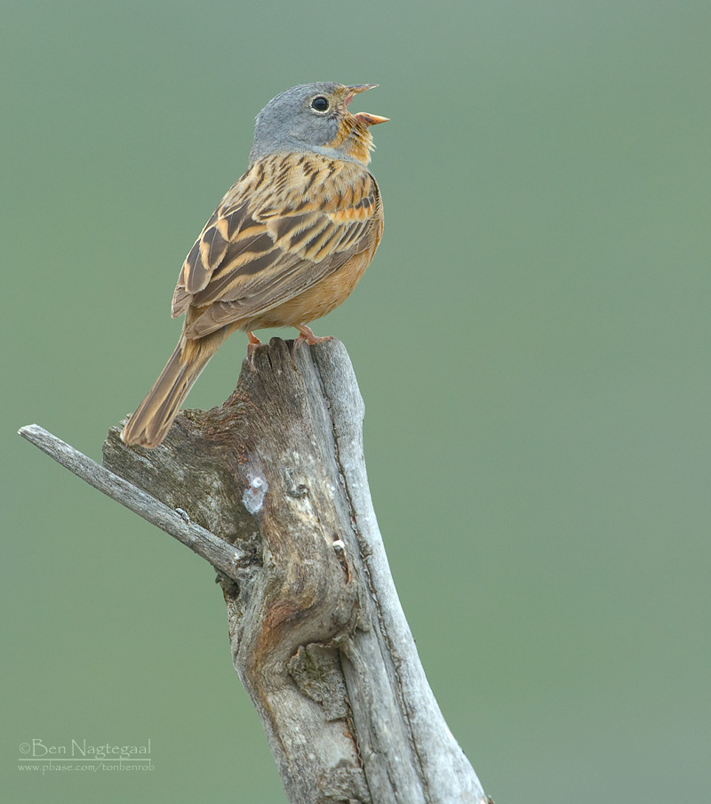 Bruinkeelortolaan - Cretzschmars Bunting - Emberiza caesia