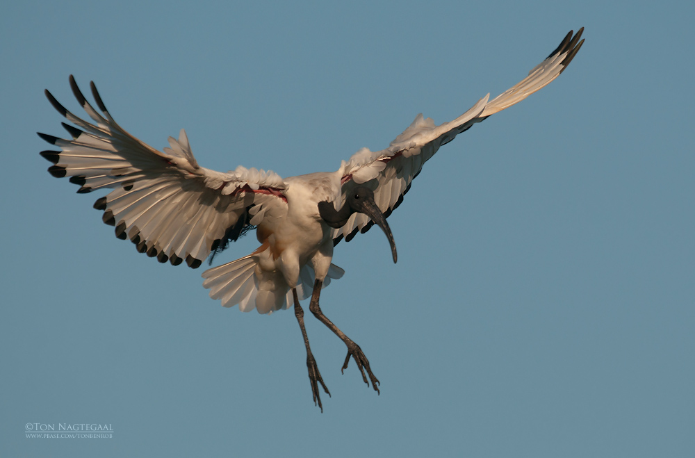 Heilige Ibis - Sacred Ibis - Threskiornis Aethiopicus