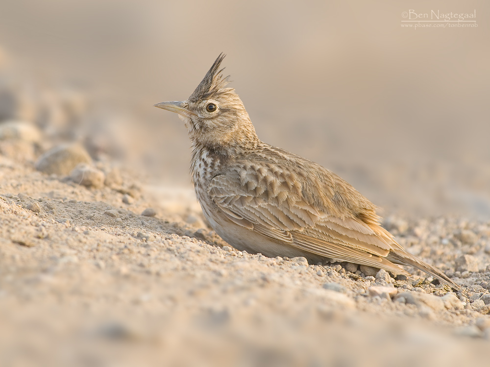 Kuifleeuwerik - Crested lark - Galerida cristata