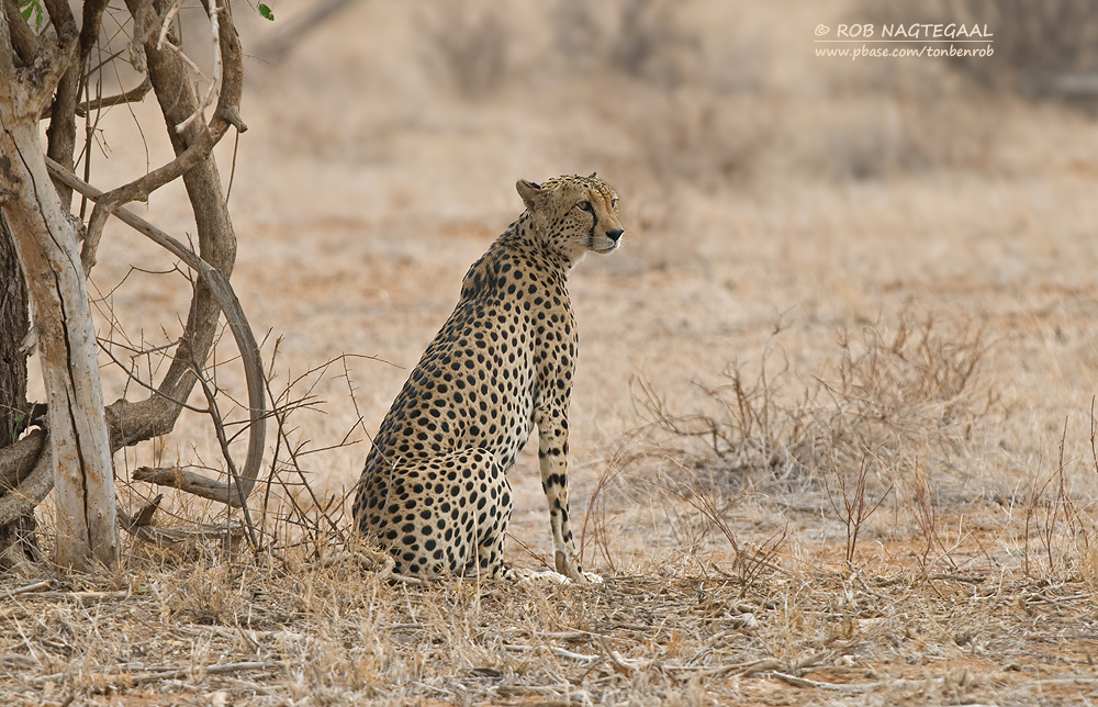 Cheetah - Cheetah - Acinonyx jubatus