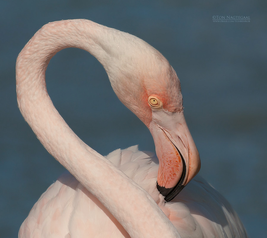 Flamingo - Greater Flamingo - Phoenicopterus roseus