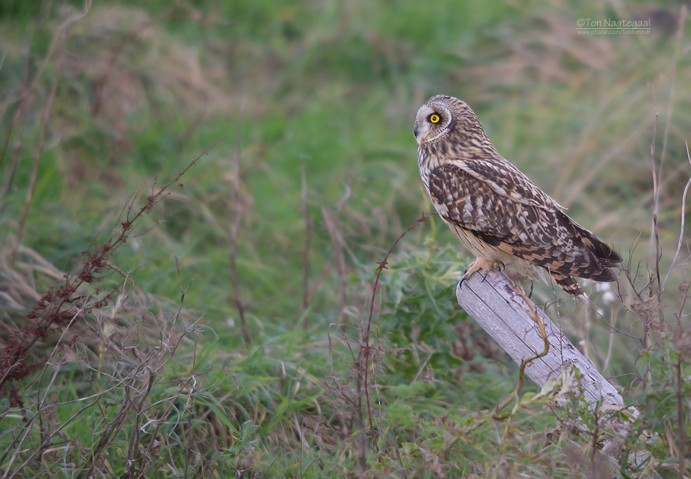 Velduil - Short-eared Owl - Asio flammeus