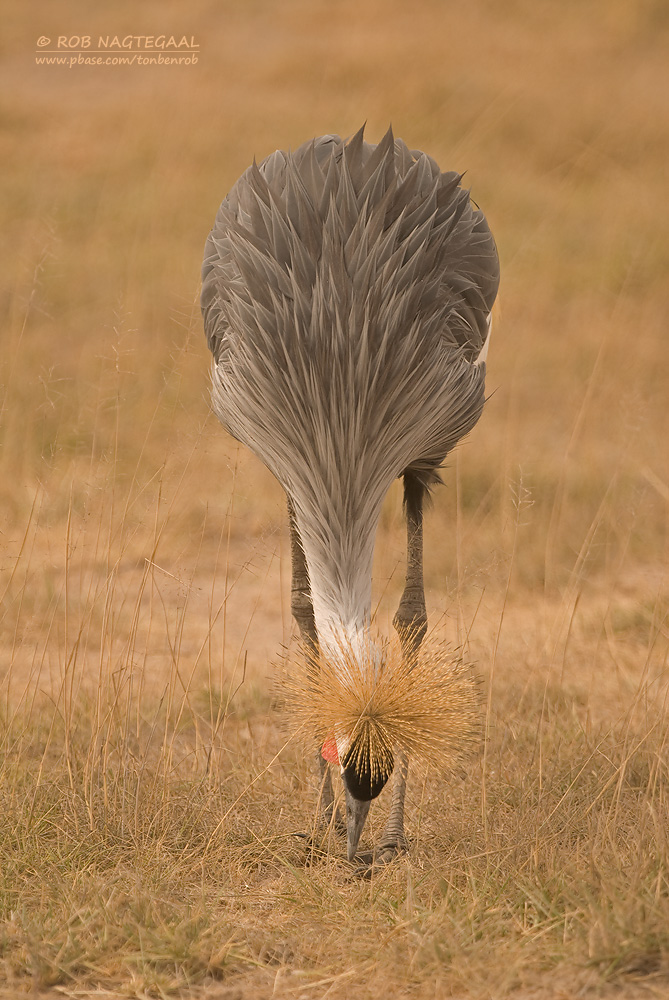 Grijze Kroonkraanvogel - Gray Crowned-Crane - Balearica regulorum