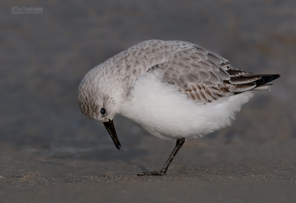 Drieteenstrandloper - Sanderling - Calidris alba