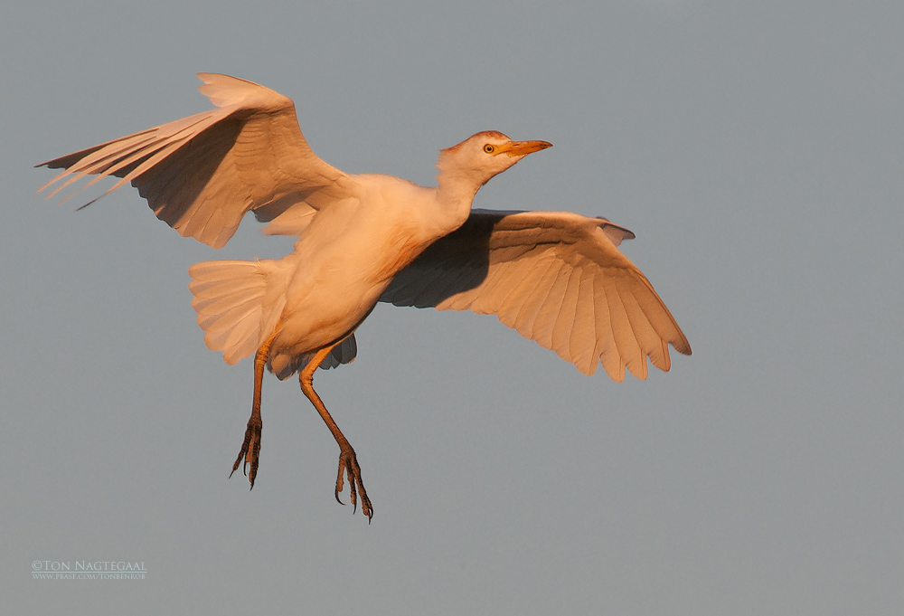 Koereiger - Western Cattle Egret - Bunulcus Ibis