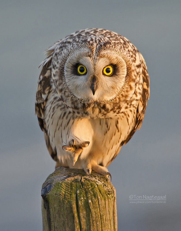 Velduil - Short-eared Owl - Asio flammeus