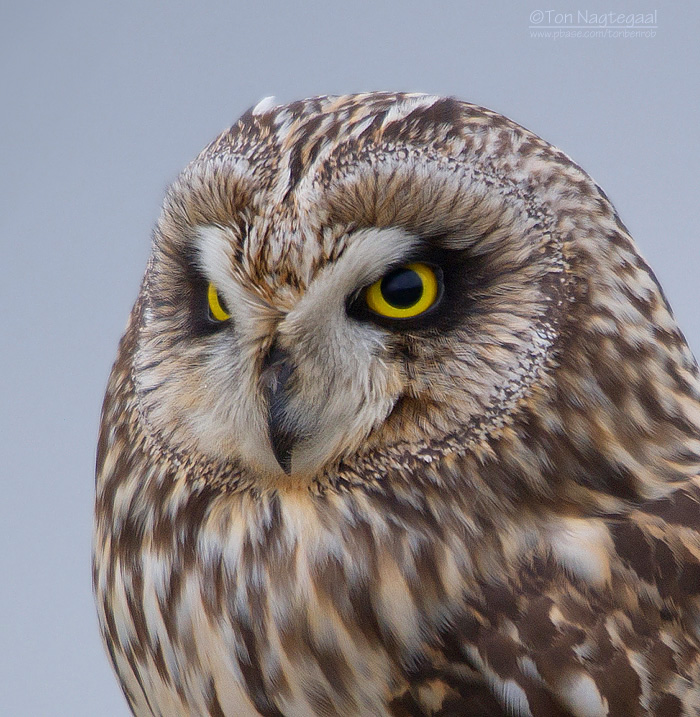 Velduil - Short-eared Owl - Asio flammeus