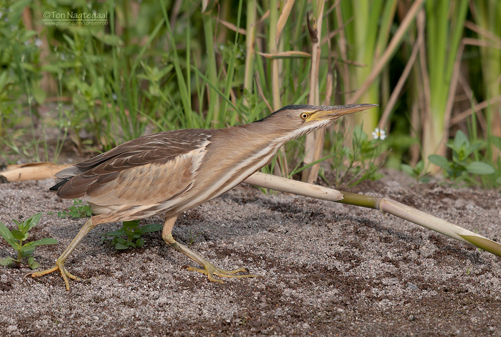 Woudaap - Little Bittern - Ixobrychus minutus