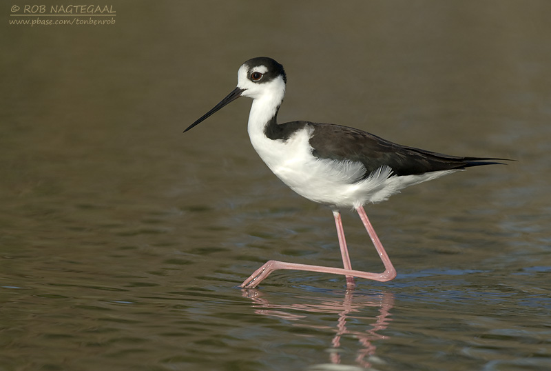 Amerikaanse Steltkluut - Black-necked Stilt - Himantopus mexicanus