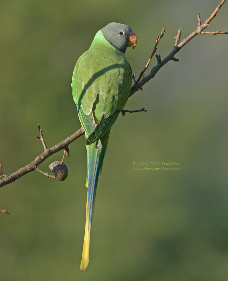 Grijskopparkiet - Slaty-headed Parakeet - Psittacula himalayana