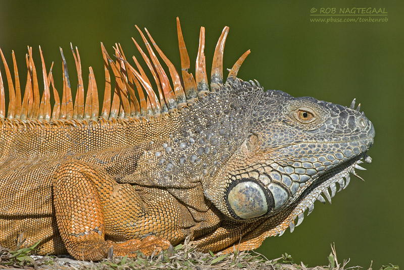 Groene Leguaan - Green Iguana - Iguana iguana