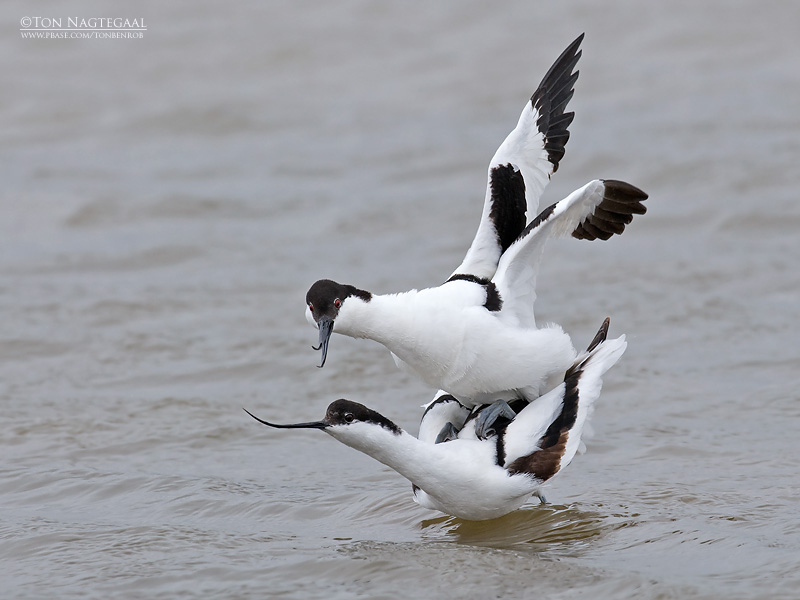 Kluut - Avocet - Recurvirostra avosetta