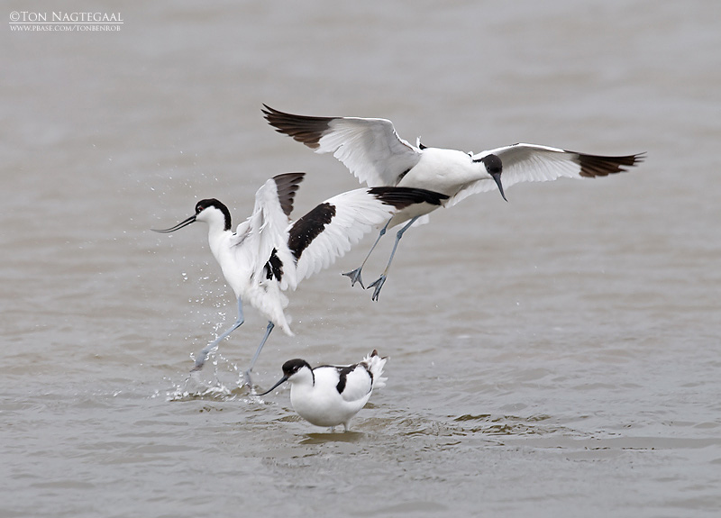 Kluut - Avocet - Recurvirostra avosetta