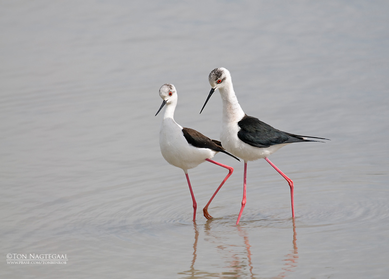 Steltkluut - Blackwinged stilt - Himantopus Homantopus