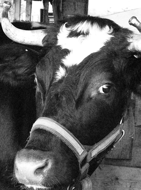 Cow #2, Common Ground Country Fair
