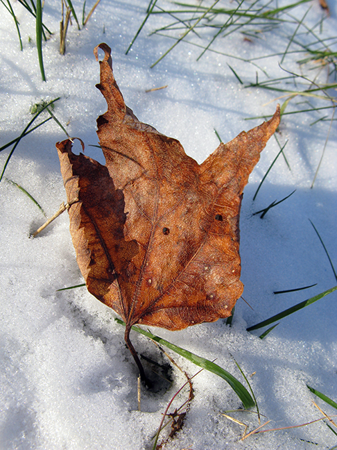 First Winter Leaves of 2008 #3