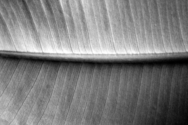 Rubber Tree Leaf #3 Monochrome