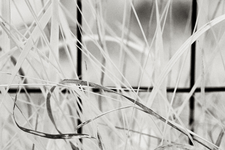 Grass by Garden Fence