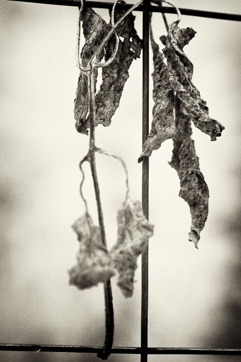 Dead Leaves on Garden Fence #1