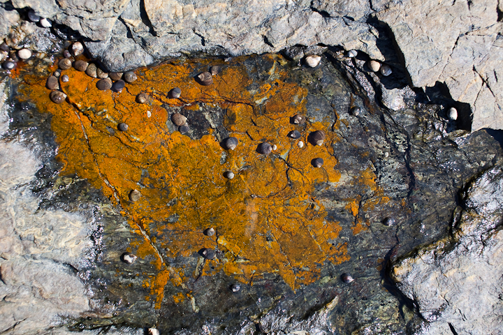 Tidal Pool #2