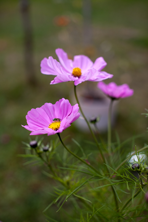 Cosmo Trio by Cherry Tomatoes