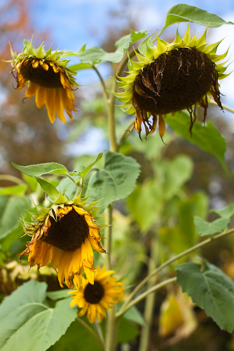 Sunflower 2009 #26