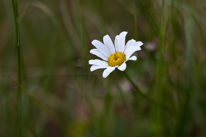 White Aster #1