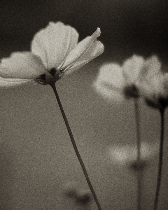 Cosmos 2009 IR #5