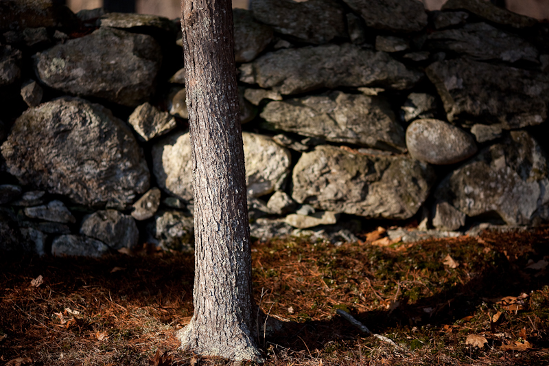 Tree and Stone Wall, Evening