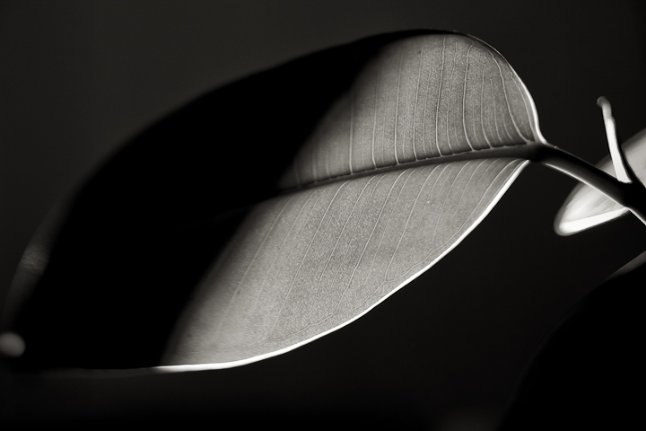Rubber Tree Plant Leaf Monochrome