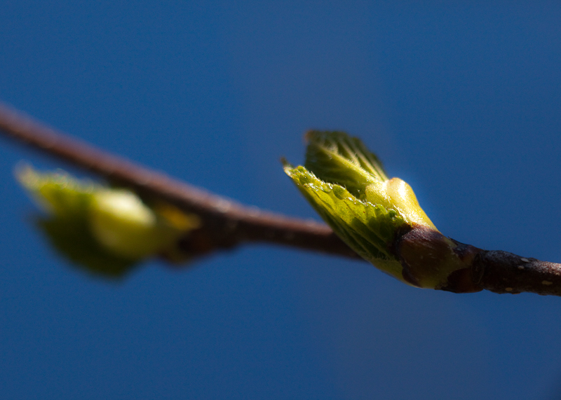 Opening Birch Leaf Bud #3