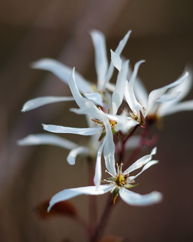 More Unknown White Flowers