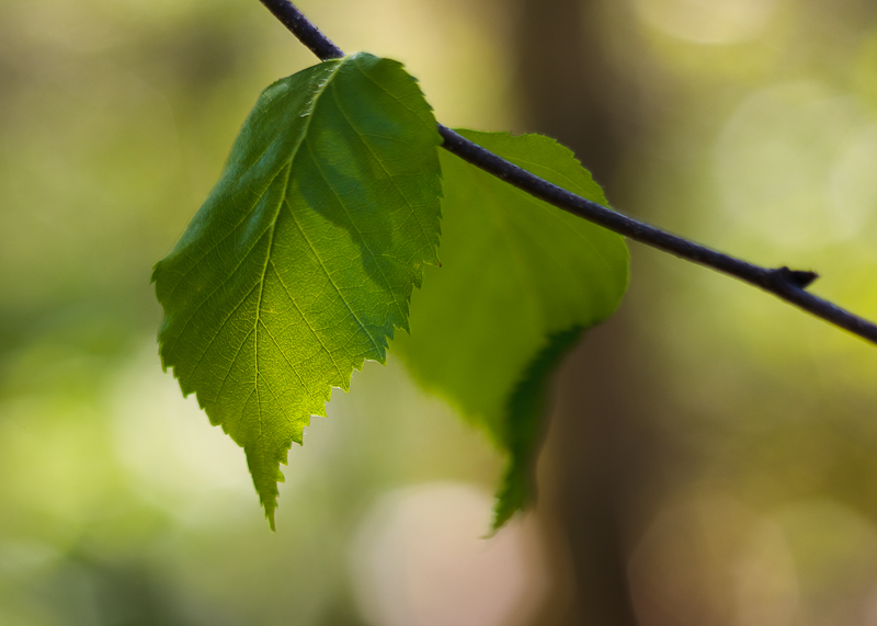 Two Spring Leaves