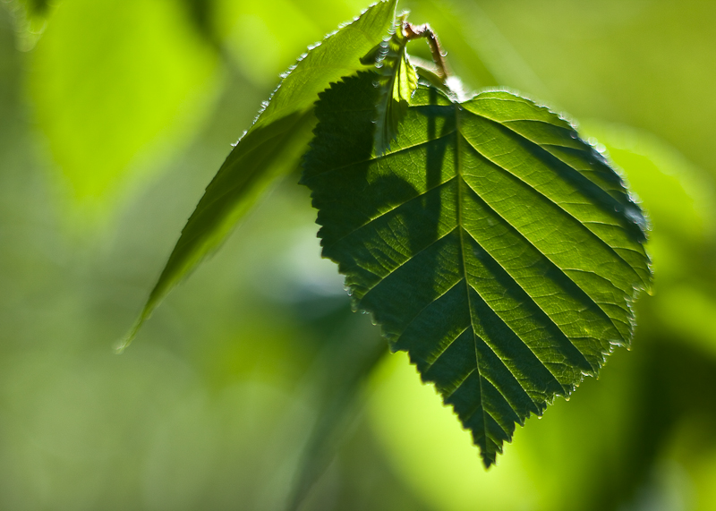 Two More Spring Leaves