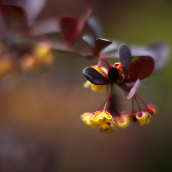 Yellow-flowered Bush #2