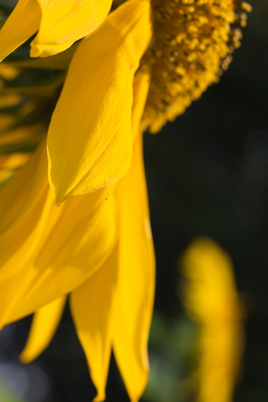 Sunflower Profile Close Up