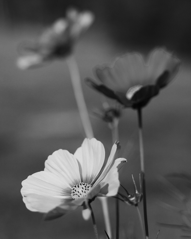 Three Cosmos Monochrome