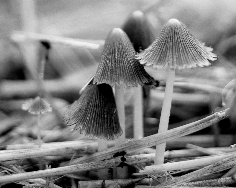 Fungus Group #2 Monochrome