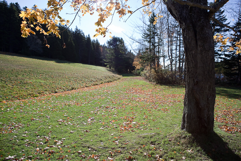 Tree by Boathouse Path