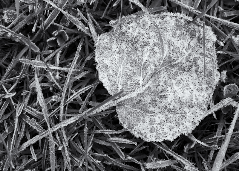 Frost on Leaf and Grass