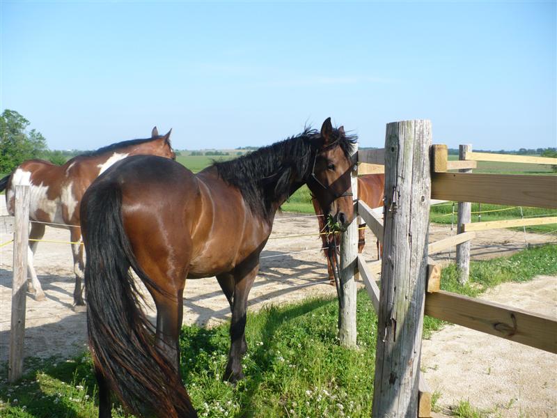 Tory at 2 yrs