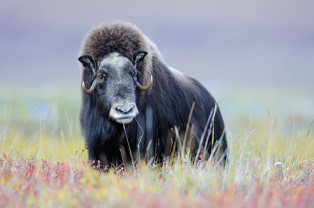 Musk Ox In Fall Color