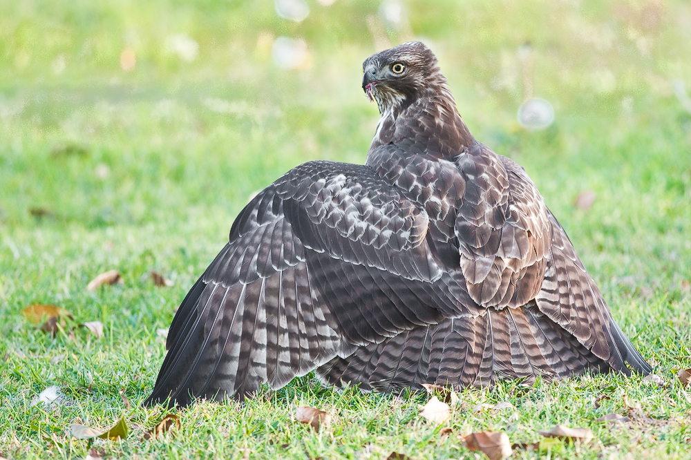 redtail mantling a gopher