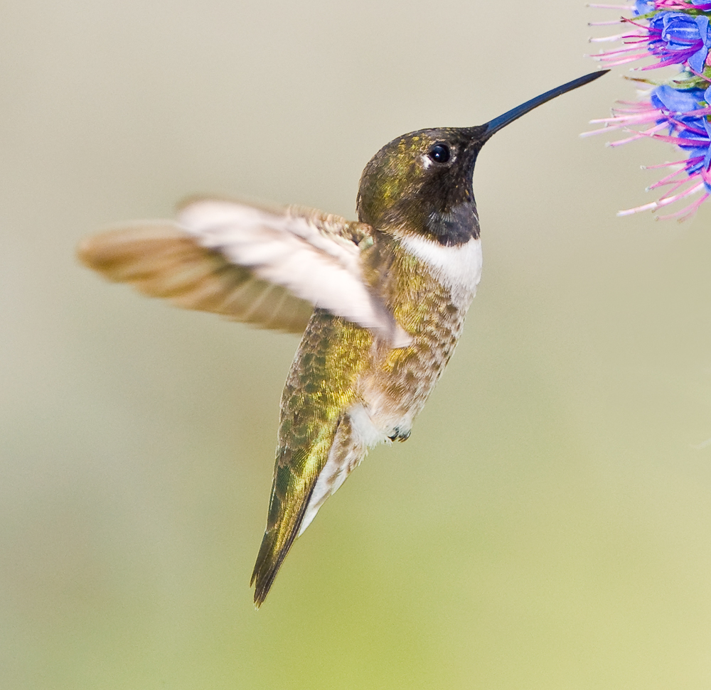 black chinned