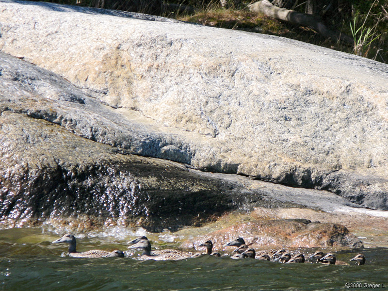 Common Eider (Ejder, Ejderhona = da)